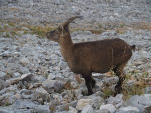 Bouquetin 