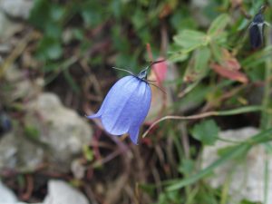 campanule de Scheuchzer (Campanula scheuchzeri) 