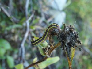 Chenille de la noctuelle du pois